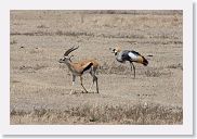 07IntoNgorongoro - 087 * Thompson's Gazelle and Grey Crowned Crane.